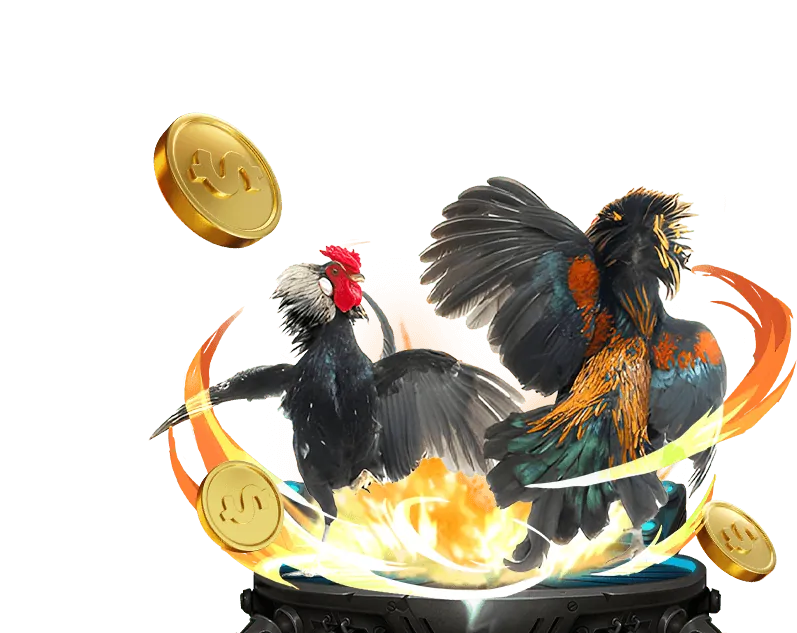 Trận đấu đá gà trực tiếp tại Xin88 Casino